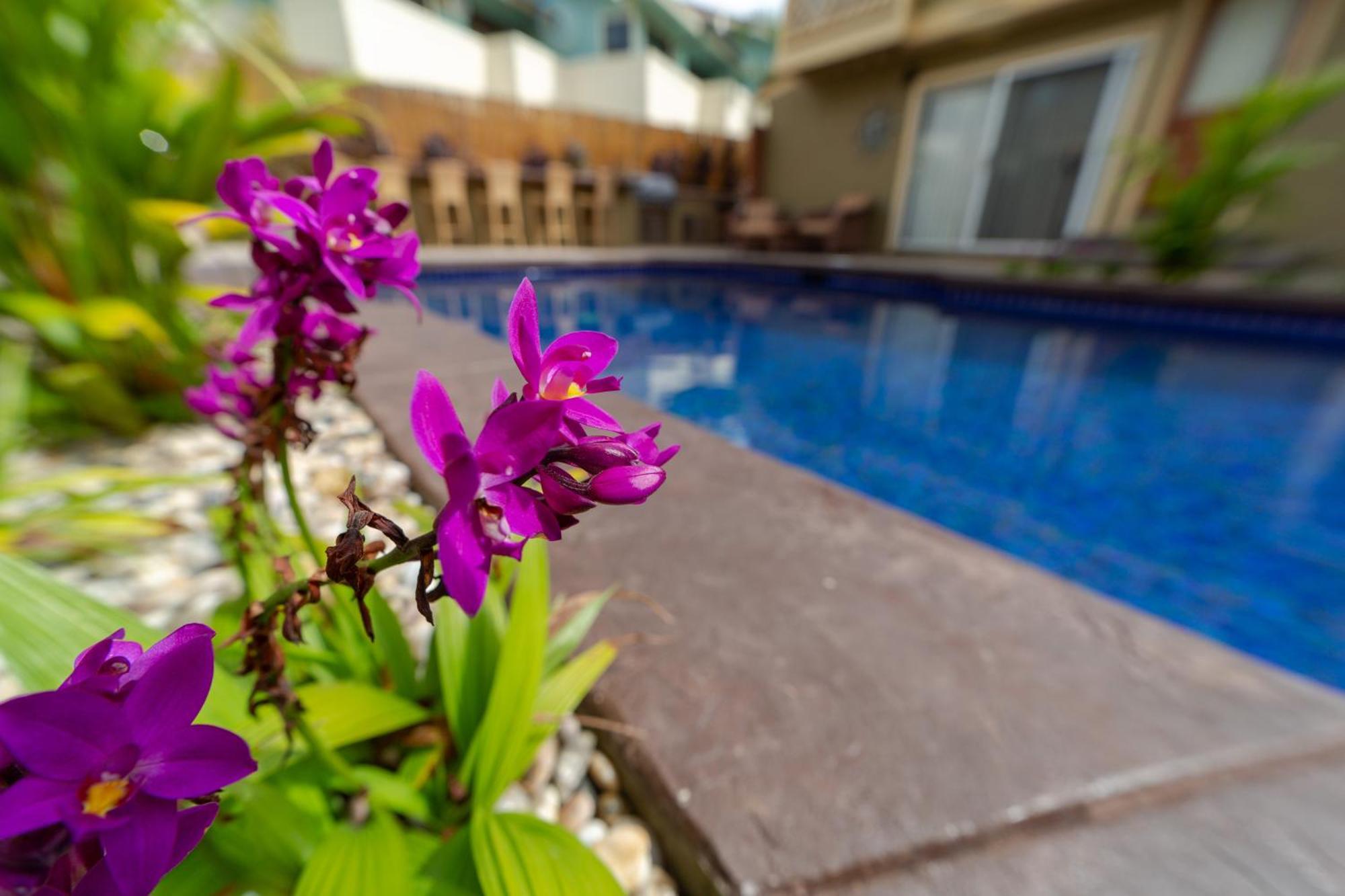 Lotus Suite, 1 Bedroom, Sleeps 4, Pool & Bbq, Pre-Renovation Summer Sale كيهي المظهر الخارجي الصورة